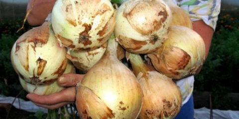 Pravilna sadnja i njega izložbenog luka na otvorenom polju